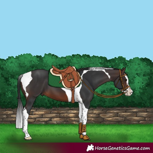 Horse Color:Brown Splash Tobiano