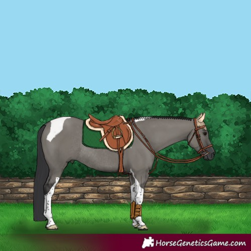 Horse Color:Grullo Tobiano Rabicano