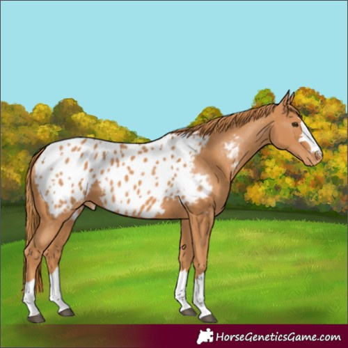 Horse Color:Chestnut Appaloosa