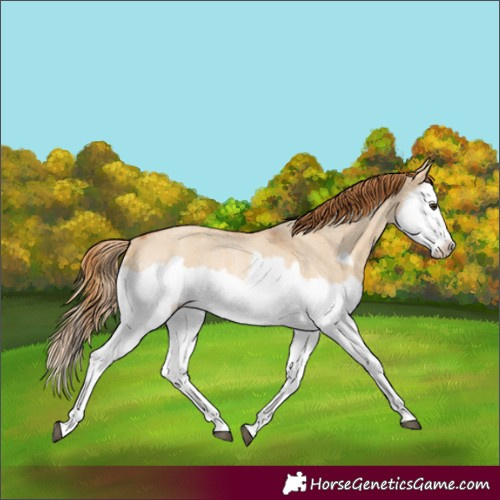 Horse Color:Red Dun Roan Splash Frame Rabicano