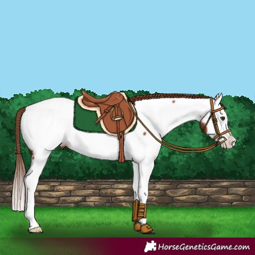 Horse Color:Chestnut Splash Appaloosa