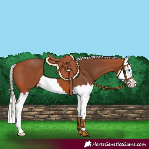 Horse Color:Silver Bay Splash 