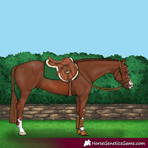 Horse Color:Chestnut 