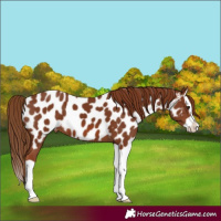 Horse Color:Chestnut Splash Appaloosa