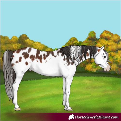 Horse Color:Bay Splash Appaloosa 