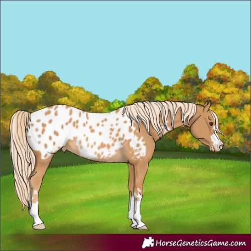 Horse Color:Palomino Appaloosa 
