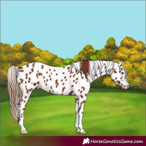 Horse Color:Chestnut Appaloosa 
