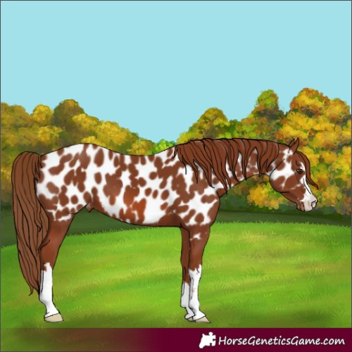 Horse Color:Chestnut Appaloosa