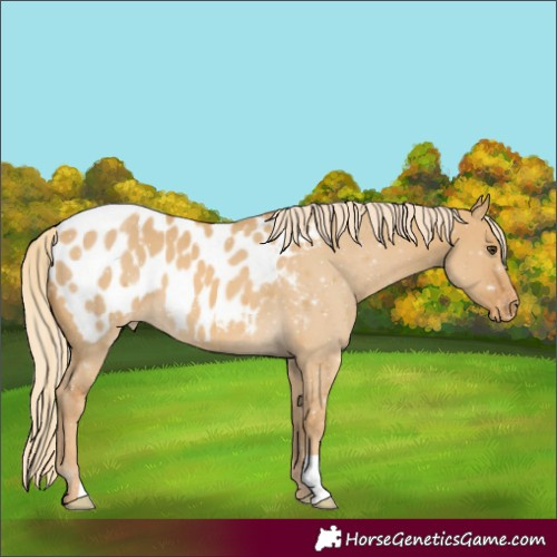 Horse Color:Palomino Dun Appaloosa
