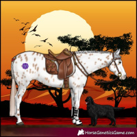 Horse Color:Red Dun Leopard