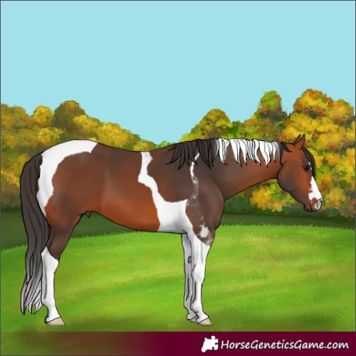 Horse Color:Bay Tobiano 