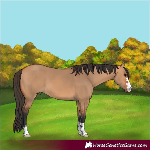 Horse Color:Bay Dun