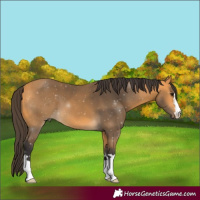 Horse Color:Buckskin