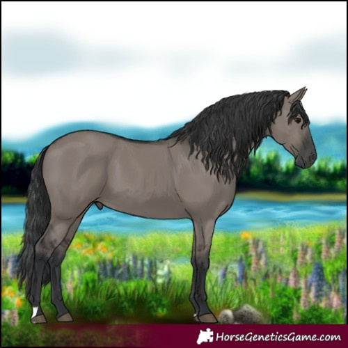 Horse Color:Grullo 