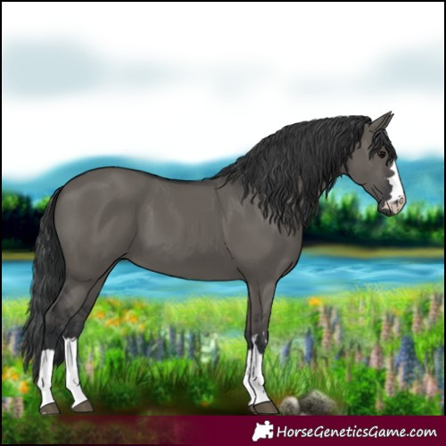 Horse Color:Grullo