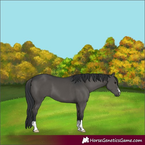 Horse Color:Black 