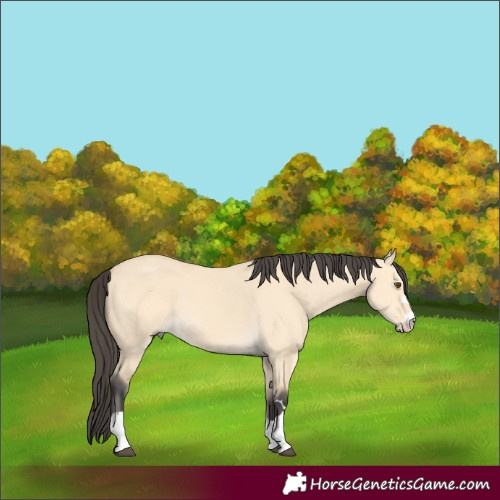 Horse Color:Buckskin Dun