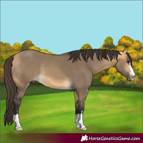 Horse Color:Buckskin Dun
