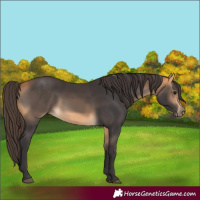 Horse Color:Buckskin 