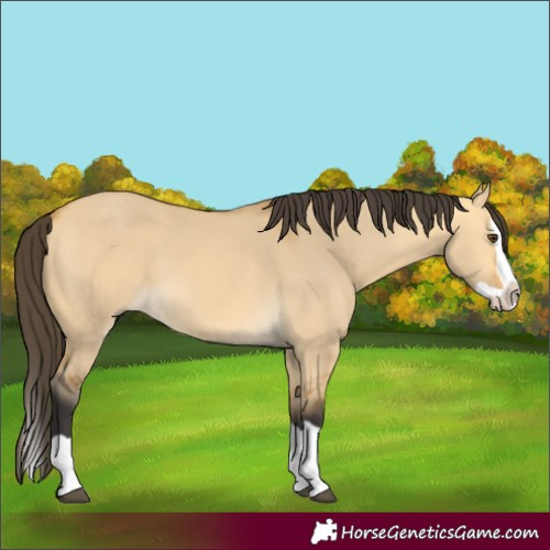 Horse Color:Buckskin Dun Splash