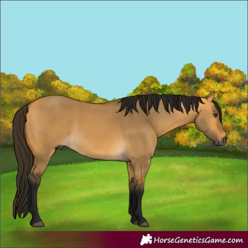 Horse Color:Gray Buckskin Dun 
