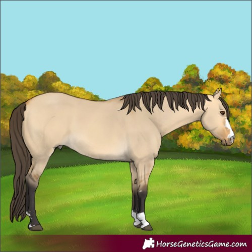 Horse Color:Buckskin Dun