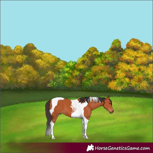Horse Color:Bay Tobiano