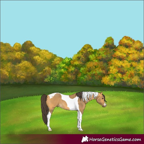 Horse Color:Buckskin Tobiano