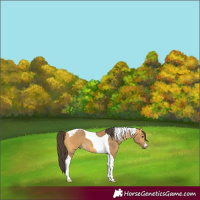 Horse Color:Buckskin Tobiano 