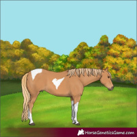 Horse Color:Chestnut Tobiano