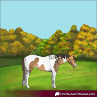 Horse Color:Buckskin Tobiano 