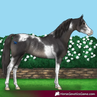 Horse Color:Smoky Black Sabino Tobiano Varnish Rabicano