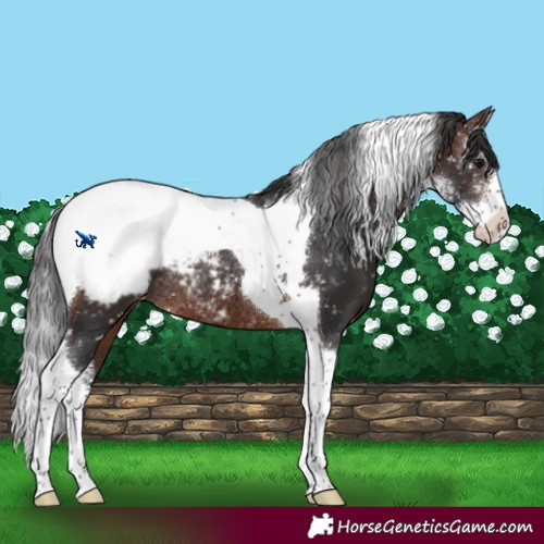 Horse Color:Brown Sabino Tobiano Appaloosa Rabicano