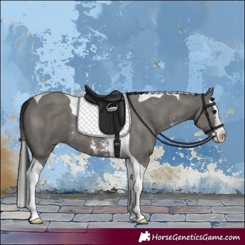 Horse Color:Grullo Sabino Splash Tobiano 