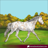 Horse Color:Palomino Leopard and Palomino Leopard