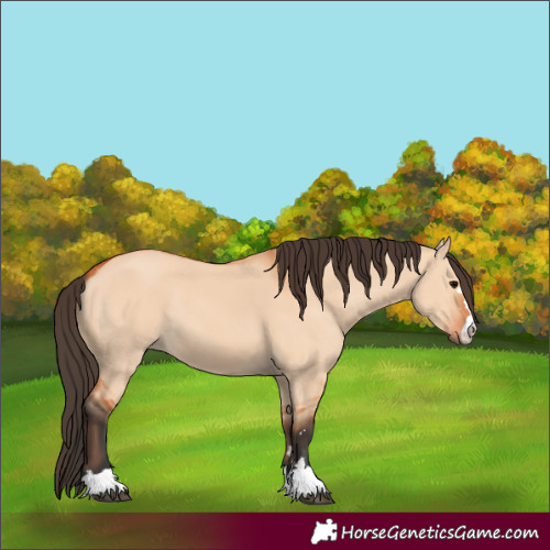 Horse Color:Bay Dun