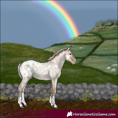 Horse Color:White Spotted Silver Smoky Grullo Roan Splash Appaloosa 