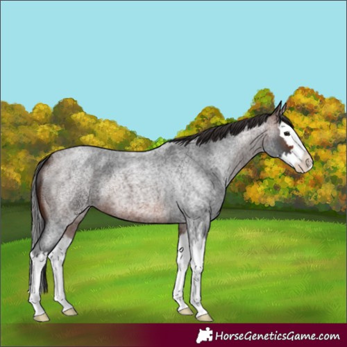Horse Color:Brown Roan Splash 