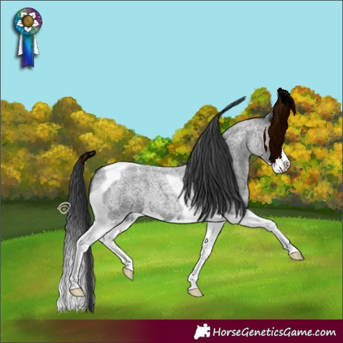 Horse Color:Blue Roan Splash Tobiano 