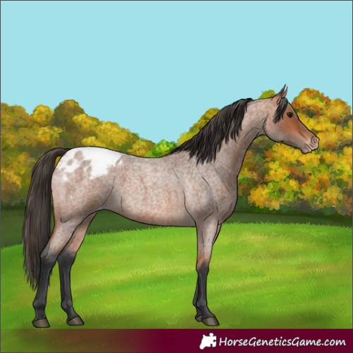 Horse Color:Bay Roan Appaloosa 