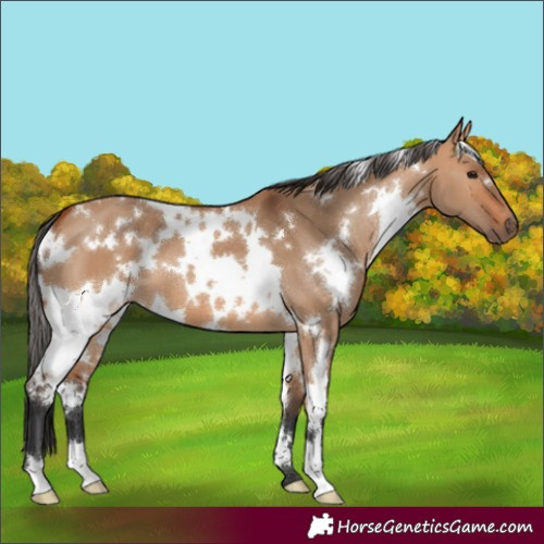 Horse Color:White Spotted Bay Dun 