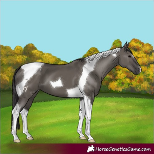 Horse Color:Smoky Grullo Tobiano 