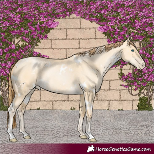 Horse Color:White Spotted Buckskin Pearl Dun 