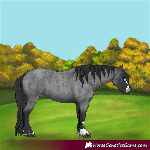 Horse Color:Blue Roan 