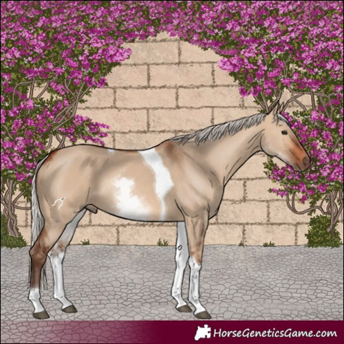 Horse Color:White Spotted Silver Brown Dun Tobiano 