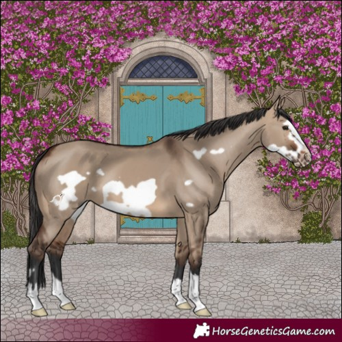 Horse Color:Brown Dun Frame