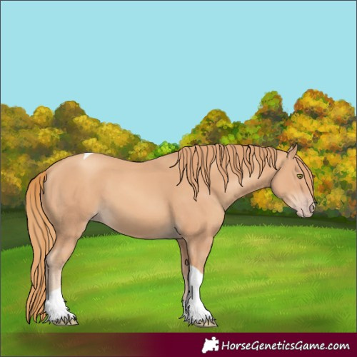 Horse Color:Unknown 