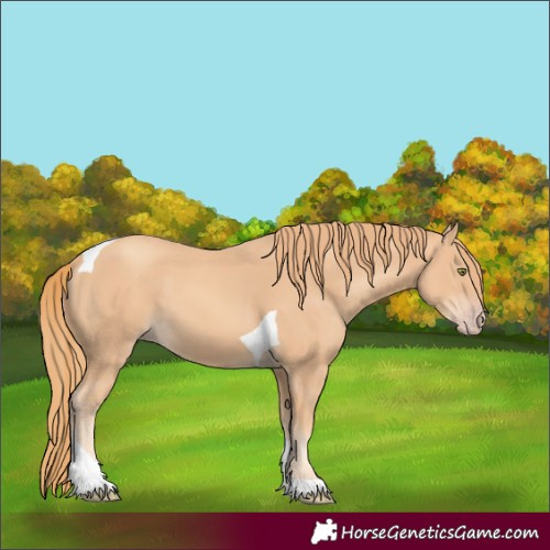 Horse Color:Unknown 
