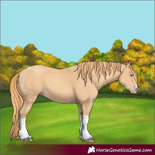 Horse Color:Unknown 