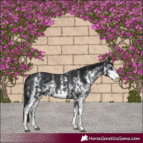 Horse Color:Black Sabino